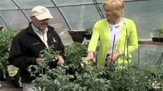 Home Gardener - New Disease Resistant Varieties of Tomatoes