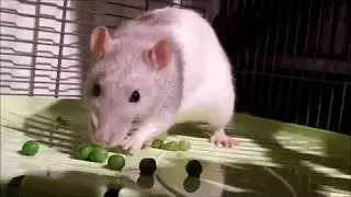 Rupert the rescue rat eating peas
