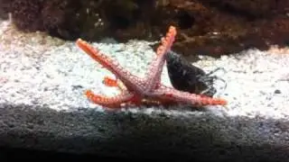 Hermit crab and marble starfish (17 NOV 2010) /14