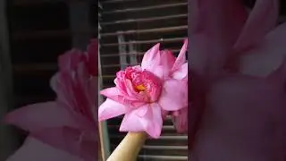 తామరపువ్వు #thamaraipoovukum #thamara #lotusflower #lotus #trending #viralvideo #flowers #thamarai