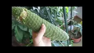 Monstera Frucht
