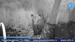 Jēkabpils novadā biežāk novēro lāčus un citus plēsējus