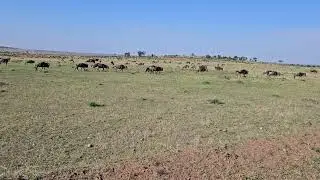 Wildebeast on the move.