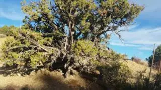 Walk in Puma Canyon, Pinon Hills, CA