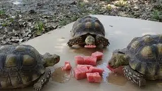 Sulcata Tortoises have spa day with special treat! #africanspurredtortoise #funfacts #asmr #turtle