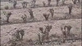 Mulberry tree after pruning 