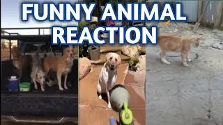 Crazy animal reaction