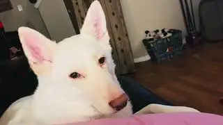 #Siberian husky, #White German Shepherd Dog #Swiss Shepherd, #sisters, #destroying toys