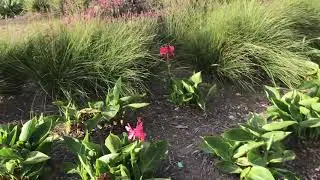 Fynbos Garden Cape Town
