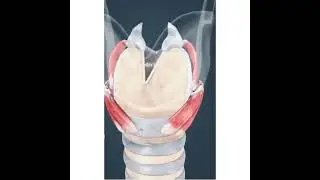 Human voice production process informative Vedio. #humanvoice #humanbody