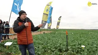 Wybujały rzepak - co dalej? Akademia Rzepaku 07.11.2023