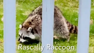 Rascally Raccoon