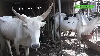TZ STORE : Une structure qui &eacute;volue dans la production animale