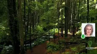 Eco media marketing with Tree appeal