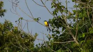 Boat-Billed Flycatcher (Megarynchus pitangua pitangua), French Guiana