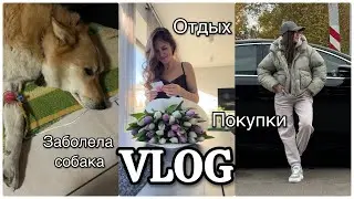 VLOG#ПОКУПКИ ДЛЯ ДОМА/ ОТРАВИЛИ СОБАКУ/ ОТДЫХ ЗА ГОРОДОМ. Запорожская Анна
