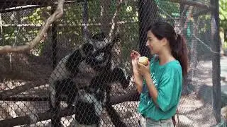 Bonobos - The Cooperative Primates - Animal Nature