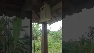 Jalan jalan mengecek internet desa #wifi #internetgratis