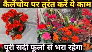Tips to get Maximum Flowers in Kalancho(Desi&Hybrid) With Fertilization &Propagation Tips