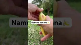 This variety is called Namwa banana. Thin peel & extra firm even when super ripe w/ fruity flavor.