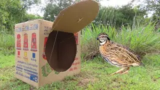 Easy Creative Quick Quail Trap Using Cardboard Box - Best Bird Trap Technology