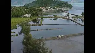 rice fields in Japan