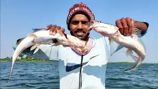 big singada fish catching in Yeldari dam