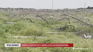 27 FEBBRAIO 2025 - PULSANO (TA) - VIGNETO DISTRUTTO, L'APPELLO DI UN IMPRENDITORE
