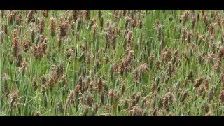 Alopecurus rendlei  Greece by Theo