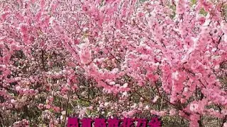 红梅赞 - 龚玥 Ode to the Red Plum Blossoms - Gong Yue