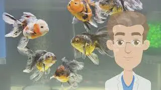 Pond & Aquarium Water Problems Solved | Beneficial Bacteria Works, Bio-Pure, Science That Works!