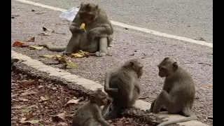 King Mak Monkey on Street, Mak Eat a Bunch Banana Fruits on Street Angkor Thom,MH 23