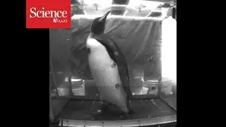 Why is this penguin walking on a treadmill?