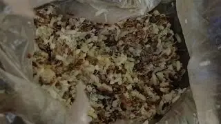 Fishing by hook with red ant egg ll Fishing video ll Most popular hook fishing video ll Best fishing