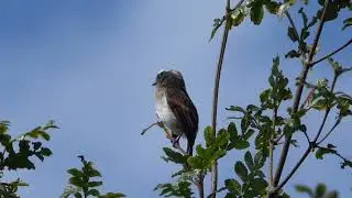 Rufous-Breasted Chat-Tyrant, Ecuador, February 2023