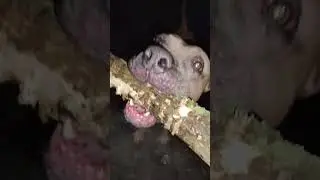 jp chwdp #bullyxl #rotterdam #americanbully #nightcity #music #puppy #doglife #rap #spacerzpsem