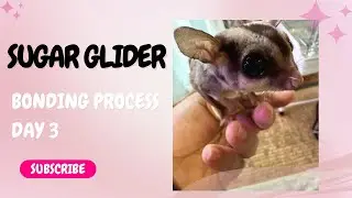 sugar glider bonding process day 3.