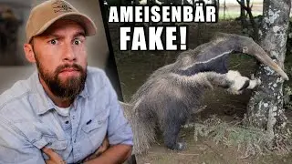 Dieser Ameisenbär LEBT nicht mehr! - BETRUG bei FOTO-WETTBEWERBEN | Robert Marc Lehmann