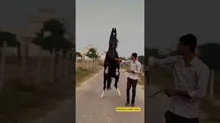 Stallion Karanveer 🐴 Sire by Champion Stallion Badal Dhanta #shorts #viral #trending #ytshorts