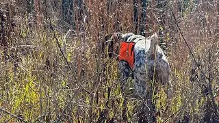 Alabama public land quail