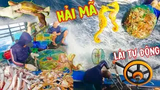 RẬP GHẸ 5_3 Ngày Lụm 135 Triệu_Ngoài Ghẹ Còn Có Mực,Tôm Mũ Ni Và Hải Mã