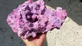 Purple Reef Rock by Addictive Reef Keeping