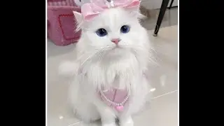 Kucing meong