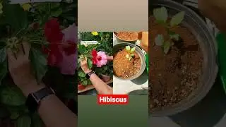 Cross pollination Hibiscus Flowers #shorts #hibiscus  #crosspollination @GardenUp #greenleafs636
