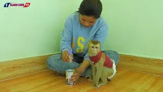 Little Olly Eating Peanut Coffee Flavour Coated