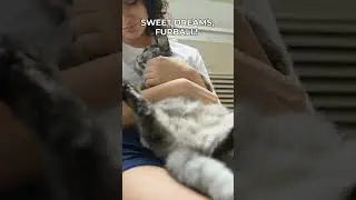 Cat's Bedtime Routine