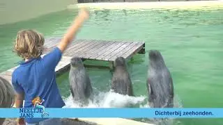 Dichterbij Zeehonden Deltapark Neeltje Jans