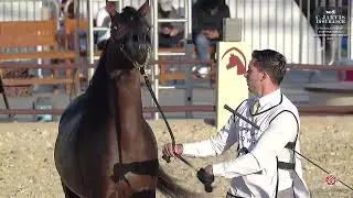 N 232 AJ TAYAM   7th Souq Waqif International Arabian Horse Show 2026   Stallions 4 6 Years Old Clas