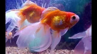 Winning LGBT Short Screenplay: OLDFISH by Kate Whitehead, Esha Khan