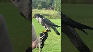 Falcon - Fastest bird in the world. 3 times faster than Cheetah #shorts